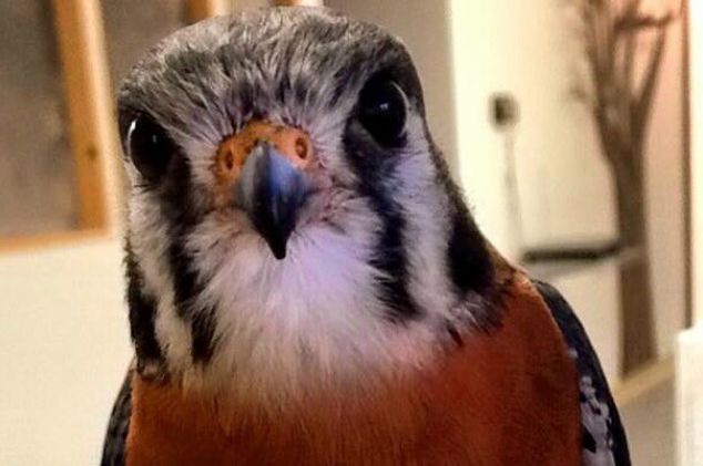 Buster the falcon, who's been returned